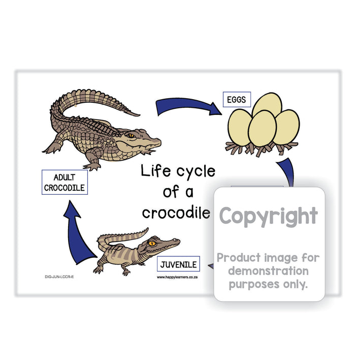 Life Cycle of a Crocodile - Reptile