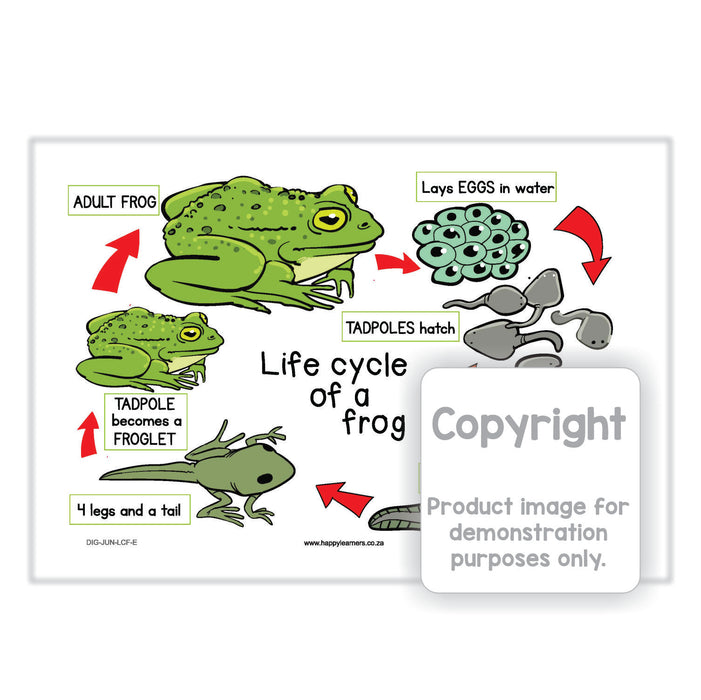 Life Cycle of a Frog - Amphibian