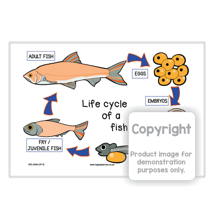 Life cycle of a Fish