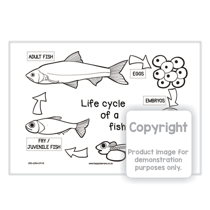 Life cycle of a Fish