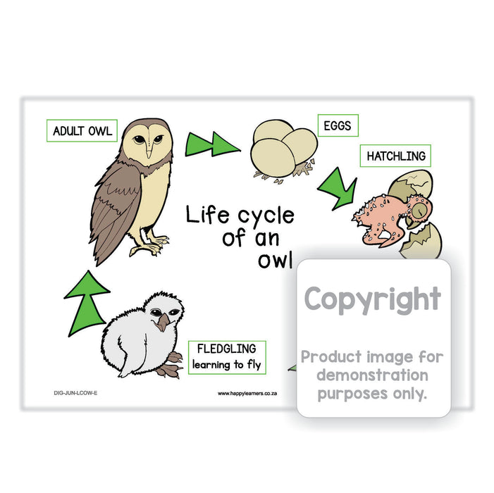 Life Cycle of an Owl - Bird