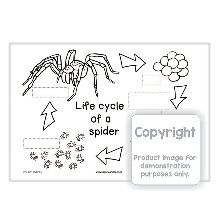 Life Cycle of a Spider - Arachnid