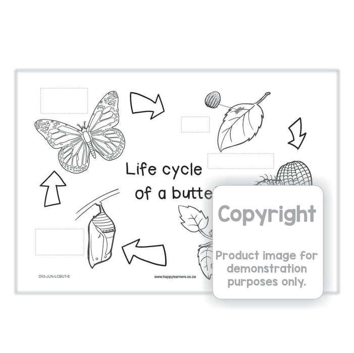 Life cycle of a Butterfly - Insect
