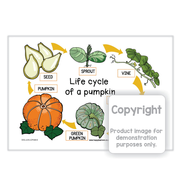 Life Cycle of a Pumpkin - Plant